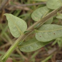 Crotalaria multiflora Benth.